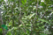 مروحة ريش بستان لشجرة المكاديميا تيرنيفوليا (FSJ-85)